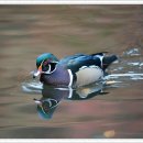 향치과의원 이미지