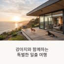 뷰 | 강아지와 함께한 힐링 여행, 영덕 더원애견펜션 일출 뷰 후기
