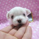 해리&샐리 이미지