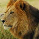 한사자농장 이미지