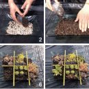 셀프정원 - 정원장식 기술을 내손으로 실내정원 만들어보기 2 이미지