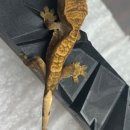 게코모아