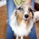 개털깎는집 이미지