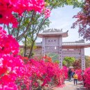 진분홍 꽃향 전국 철쭉 명소 베스트9 가볼만한곳 이미지