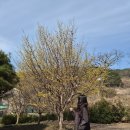 월계1공원 | 구례 산수유꽃축제 실시간 개화 구산공원~반곡마을~상위마을 각시계곡까지 도보로 이동한 후기(셔틀버스...