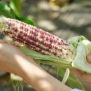 삼기흑찰옥수수영농조합 이미지
