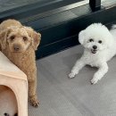 보스 애견호텔&유치원 네이버블로그