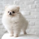 여수애견하우스 이미지