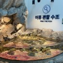 오만족 | [충주 아쿠아리움] : 물멍하기 최고! 기대없이 갔다가 감탄 오만번 하고 온 후기 🐠🫧 (feat. 입장료 무료)