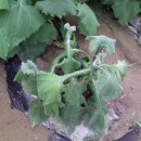 병현농장 이미지