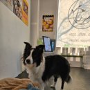 휘게 펫케어 이미지