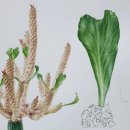 [성인] 색연필로 그리는 꽃 그림 보태니컬 아트 이미지