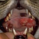 24시 봉담동물의료센터 이미지