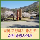 송광사 왕벚나무길 이미지