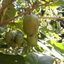 머루다래 이미지