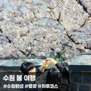 행궁로 56 ~ 행궁로 56-3 | 수원 봄 여행, 현지인 추천 당일치기 코스