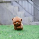 토이켄넬(Toy kennel) 네이버블로그
