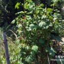 창지1리경로당 이미지