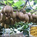 골드(기존: 수정) 이미지