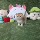 광주 고양이 분양 냥블리 광주점 | 광주강아지분양 고양이분양 함께하는 펫왕국 후기 (feat. 쌍촌동, 치평동, 화정동)