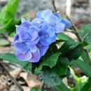 청하초등학교청하남부분교장 | 포항시 유치원 주소록 정보