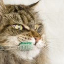 하온동물의료센터 이미지