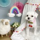 울산 제이앤독 애견샵 이미지