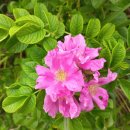 태안 신두리해수욕장, 사구지역 산책 이미지