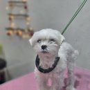 윤퍼피살롱 이미지