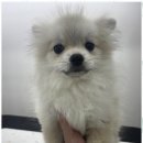 루원시티독 이미지