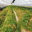 삼남매농장 이미지