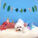 그루밍_light 이미지