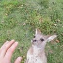 캥거루 (Kangaroo)