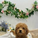 가온펫(안심분양센터) 이미지