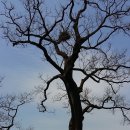 한익모선생 묘 | 의왕 월암동 도룡마을 한익모선생묘 회화나무