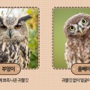 부엉이까페
