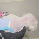 멋쟁이형님 봉수🐶 이미지