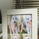 어안이 멍멍 이미지