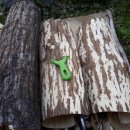 귀한 담금용 사슴뿔(녹각)과 겉껍질 제거한 엄나무 껍질(해동피) 이미지