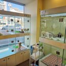 라이프독 강릉점 24시 강아지분양 고양이분양 이미지