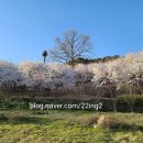 정왕체육공원2 | 아산 지산체육공원 벚꽃 후기 2탄 숨은 명소 추천 아산 벚꽃 명소 지산체육공원 솔직 후기 2탄 충남...