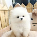 뽀송뽀송 이미지