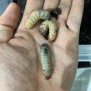 (주)에코주유소
