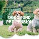 더블스테이 또또멍 애견펜션 이미지