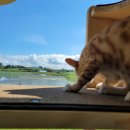 고양이 키우는 숙소의 모래 추천 | 에버크린 5년 사용 후기, 응고력 좋은 벤토나이트 냥이모래