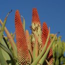 알로에(ALOE)