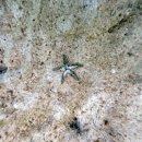 상완 | 파타야 산호섬 스노쿨링 통랑, 따웬, 상완