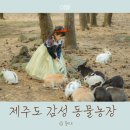 로뎀나무어린이집 | 제주 숨은 아이 체험 스팟 동화 속 같은 토끼 천국, 유진팡