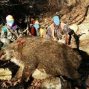 교동멧돼지 이미지