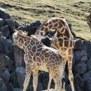 온천동물병원 | 후쿠오카 벳푸 아이랑 가볼만한곳 아프리칸 사파리 렌트카 후기